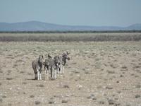 Singlereise Namibia – Etosha Nationalpark