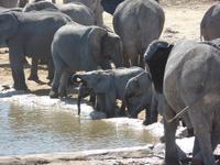 Singlereise Namibia – Etosha Nationalpark