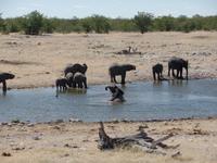 Singlereise Namibia – Etosha Nationalpark