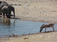 Singlereise Namibia – Etosha Nationalpark