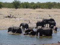 Singlereise Namibia – Etosha Nationalpark