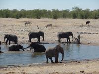 Singlereise Namibia – Etosha Nationalpark