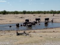 Singlereise Namibia – Etosha Nationalpark