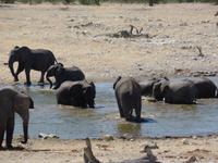 Singlereise Namibia – Etosha Nationalpark