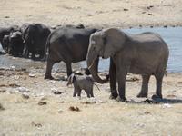 Singlereise Namibia – Etosha Nationalpark