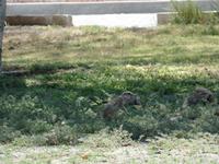 Singlereise Namibia – Etosha Nationalpark