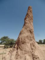 Singlereise Namibia – Termitenhügel