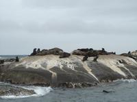 Hout Bay Seal Island
