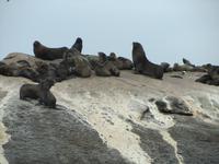 Hout Bay Seal Island