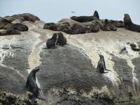 Hout Bay Seal Island