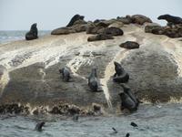 Hout Bay Seal Island