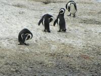 Simons Town Boulders Beach