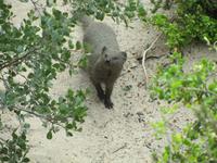 Simons Town Boulders Beach