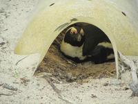 Simons Town Boulders Beach