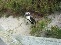 Simons Town Boulders Beach