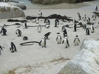 Simons Town Boulders Beach