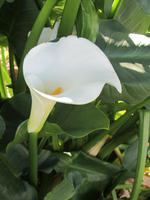 Calla
