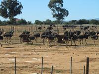 Straußenfarm
