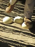 Straußenfarm Standhaftigkeit