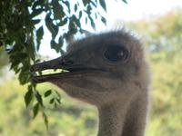 Straußenfarm schau mir in die Augen