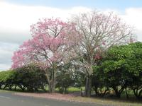 Kapokbaum (Wollbaum)