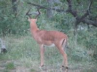 Krüger Nationalpark