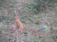 Krüger Nationalpark Impala