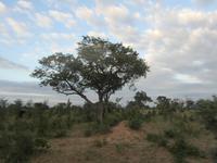 Krüger Nationalpark Marula Baum