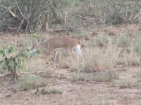 Krüger Nationalpark Steinbock