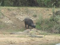 Krüger Nationalpark Büffel