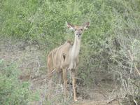 Krüger Nationalpark Kudu