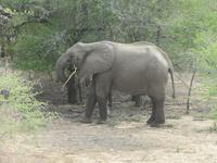 Krüger Nationalpark Elefant