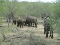 Krüger Nationalpark Elefanten