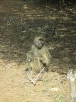 Krüger Nationalpark Pavian
