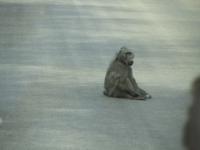 Krüger Nationalpark Pavian