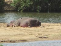 Krüger Nationalpark Hippo