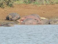Krüger Nationalpark Hippos