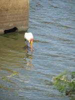Krüger Nationalpark Nimmersatt
