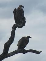 Krüger Nationalpark Geier