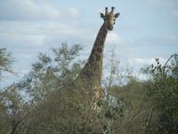 Krüger Nationalpark Giraffe