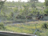 Krüger Nationalpark Büffel