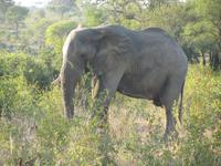 Krüger Nationalpark Elefant