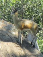 Krüger Nationalpark Klippspringer