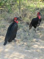 Krüger Nationalpark Hornrabe