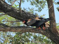 Krüger Nationalpark Gaukler