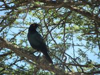 Krüger Nationalpark Burchells Glanzstar