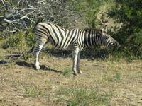 Krüger Nationalpark Zebra