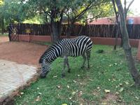 Livingstone Zebra in der Hotelanlage