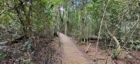 118 Wanderung durch den Urwald
