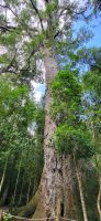 119 Big Tree 1000 Jahre alt, 36 m hoch, 9 m Durchmesser